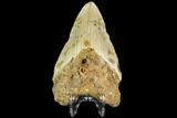 Bargain, Fossil Megalodon Tooth - North Carolina #109830-2